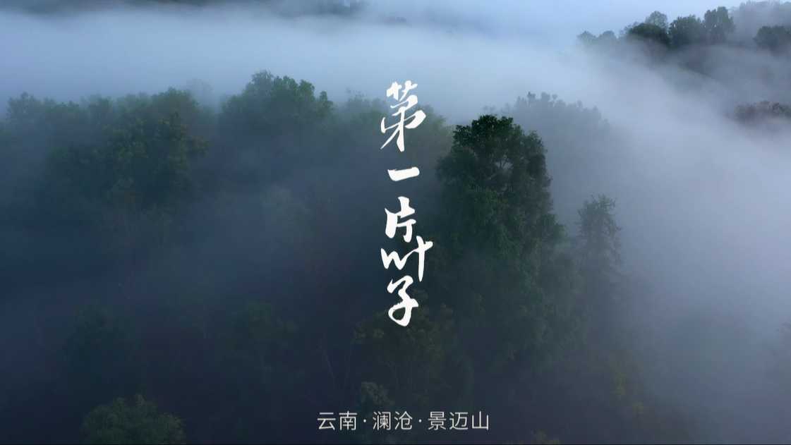 茶叶产品宣传片《第一片叶子》